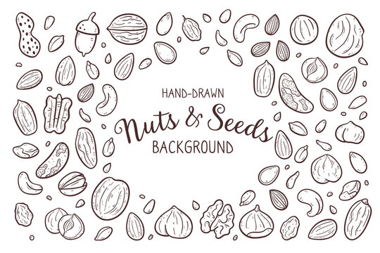 Hand-drawn nuts and seeds background. Food ingredients for cooking illustration. Isolated doodle icons on white background. Vector illustration.