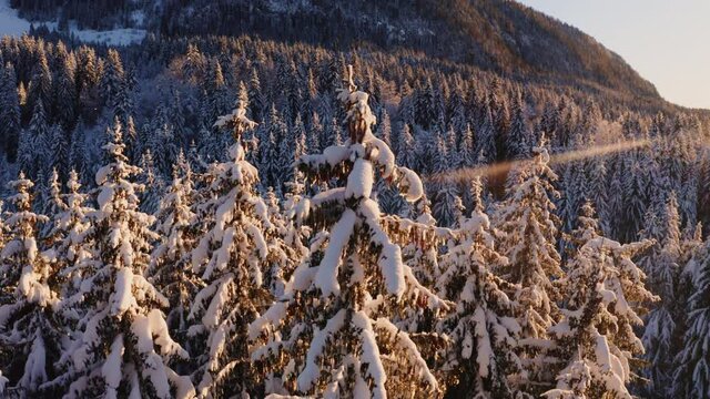 Survol drone lent en rotation de gauche droite gros plan cime des arbres recouverts de neige, for&ecirc;t de sapin du Jura. Lumi&egrave;re chaude et rasante de fin d&rsquo;apr&egrave;s-midi. Contemplation beaut&eacute; de la nature