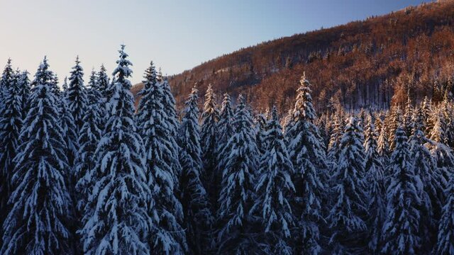 Ascension drone au dessus des arbres recouverts de neige dans une vall&eacute;e de montagne du Jura en hiver. Lumi&egrave;re chaude et rasante du coucher de soleil. (Valserine, Mijoux)