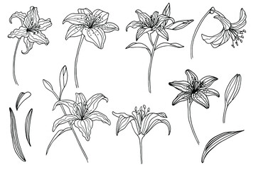 large set of vector flowers and leaves, lily, elements