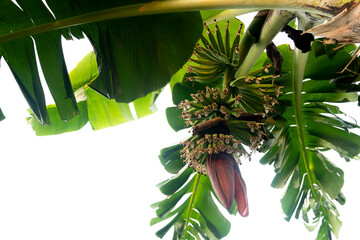 Young banana fruit with banana blossom purplish red hanging down. with green leaves on the tree...