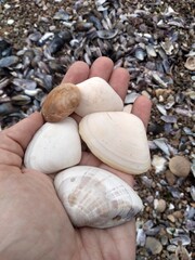 shell on the beach