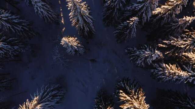 Survol drone lent &agrave; la verticale des arbres recouverts de neige au dessus d&rsquo;une for&ecirc;t de sapins du Jura. Lumi&egrave;re chaude rasante du coucher de soleil.