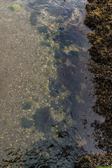 Ocean coast view with seagrass