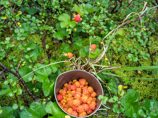 Close up titanium travel mug full of ripe orange yellow cloudberry, Rubus chamaemorus. Macro fresh...