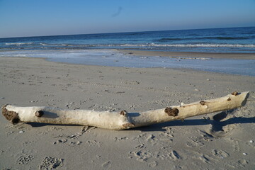Konar drzewa na plaży. Drzewo wyrzucone na brzeg morza. 