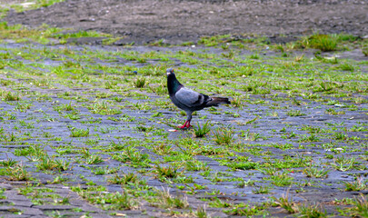 Rock Pigeon on the street looking for the food