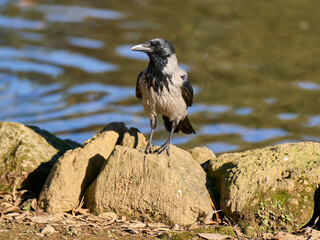A hooded crow by a pond in a city park
