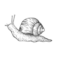 vector line illustration snail gastropod mollusk