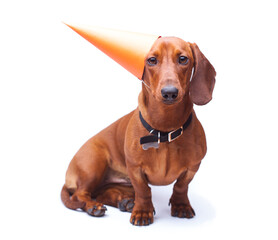 party shorthaired red dachshund dog isolated on the white background