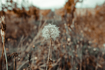  In a field of vineyards in autumn there is a dandelion