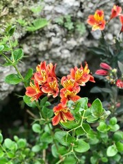 red and yellow flowers