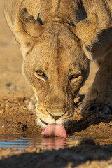 Lioness drinking water in the Kgalagadi