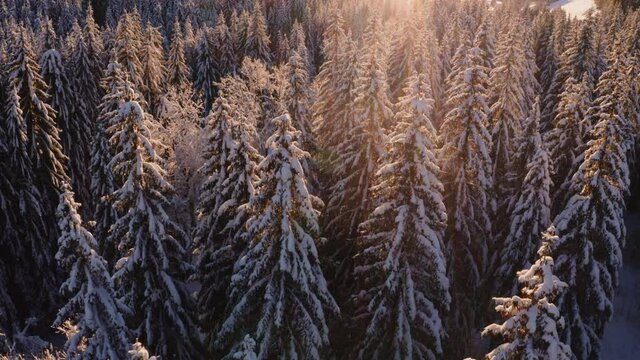 Survol lent en drone comme un oiseau d&rsquo;une for&ecirc;t de sapins recouverts de neige &eacute;clair&eacute;s par le coucher de soleil avec une lumi&egrave;re chaude rasante avec un flare. Hiver en montagne dans le Jura.