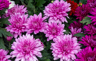 The beauty of pink chrysanthemums flowers