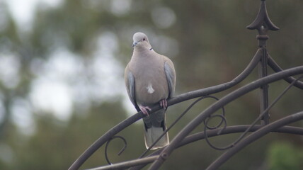 collared pigeon