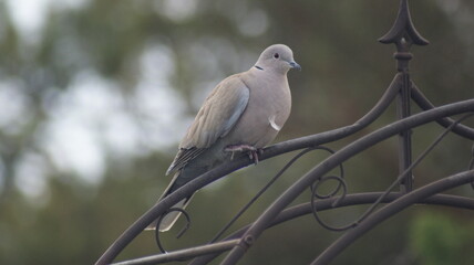 collared pigeon