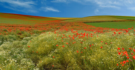 Champ de coquelicots