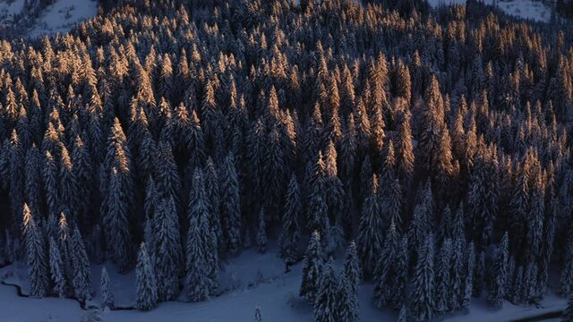 Travelling lat&eacute;ral droite gauche au dessus d'une for&ecirc;t du Jura en montagne, recouverte de neige en hiver, &eacute;clair&eacute;e par le coucher de soleil avec une lumi&egrave;re chaude rasante. Vue a&eacute;rienne drone.