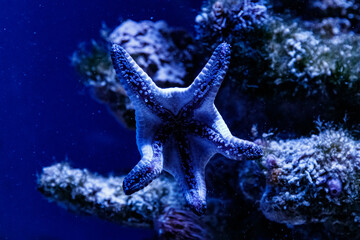 macro blue starfish linckia laevigata