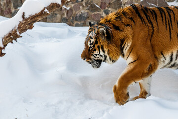 beautiful panthera tigris on a snowy road