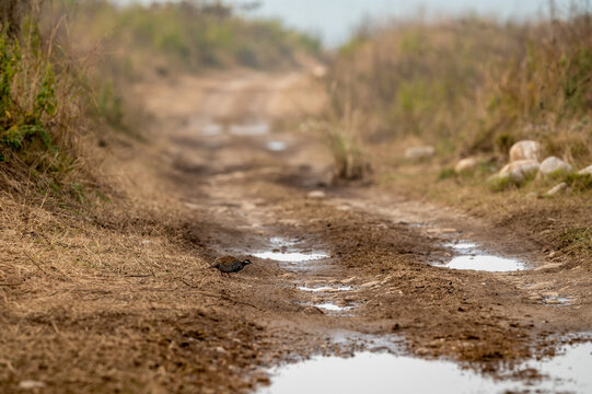 black francolin or Francolinus francolinus or black Partridge in middle of forest track during safari at grassland area of dhikala zone at jim corbett national park and forest uttarakhand india asia