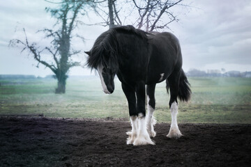 Shire Horse  © Sandra