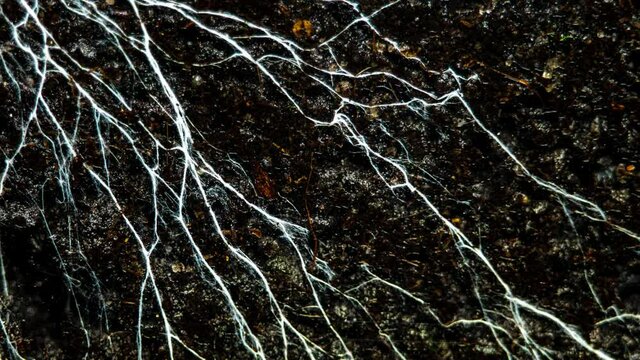 Champignon Mushroom Mycelium And Microorganisms Life in the Ground While Watering. Life Underground