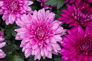 The beauty of pink chrysanthemums flowers