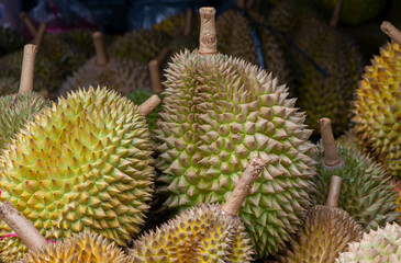Close up of Durian fruits (Durio zibethinus)