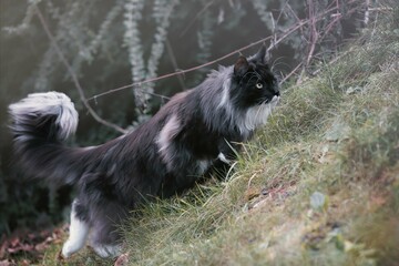 Obraz premium Cats 