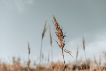 Obraz premium Pampas grass in the sky, Abstract natural background of soft plants Cortaderia selloana moving in the wind.