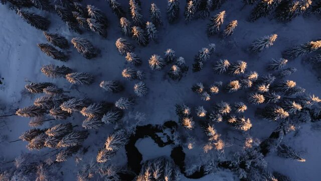 For&ecirc;t du Jura travers&eacute;e par une rivi&egrave;re en hiver avec les arbres recouverts de neige &eacute;clair&eacute;s par le coucher de soleil, lumi&egrave;re rasante le soir. Vue a&eacute;rienne travelling lat&eacute;ral &agrave; la verticale.