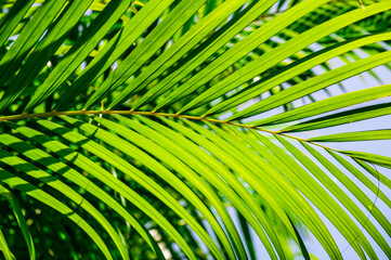 Green palm leaf background