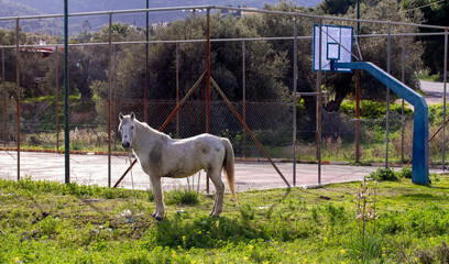 Obraz premium Greece 2018