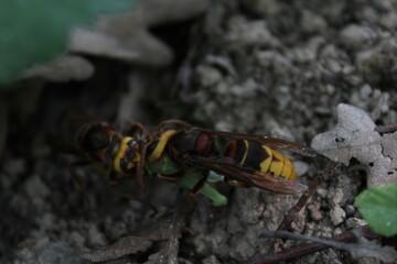 wasp on a leaf