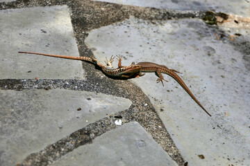 Close up of two male wall lizards (Podarcis muralis) in the middle of a fight
