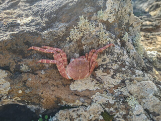Una cangrejo en una piedra 