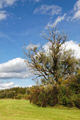Obraz premium Wiese am Waldrand mit einem kahlen Baum, darüber ein blauer Himmel mit Wolken, Deutschland, Europa
