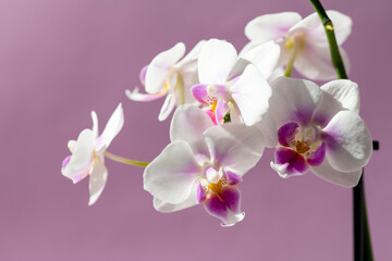 Fototapeta na wymiar Phelaenopsis orchid. Orchid flower on a pink background. Selective focus, close-up, copy space.