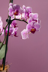Fototapeta na wymiar Phelaenopsis orchid. Orchid flower on a pink background. Selective focus, close-up, copy space.