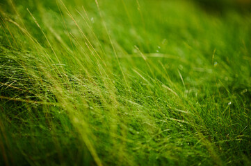 High green grass on the golf course
