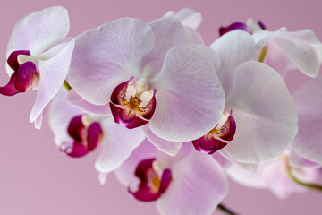 Obraz na płótnie Canvas Phelaenopsis orchid. Orchid flower on a pink background. Selective focus, close-up, copy space.
