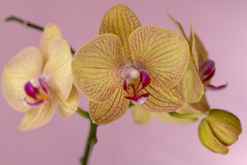 Phelaenopsis orchid. Orchid flower on a pink background. Selective focus, close-up, copy space.