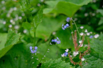 Alpine mountains in Austria. Grosglockner road in fog