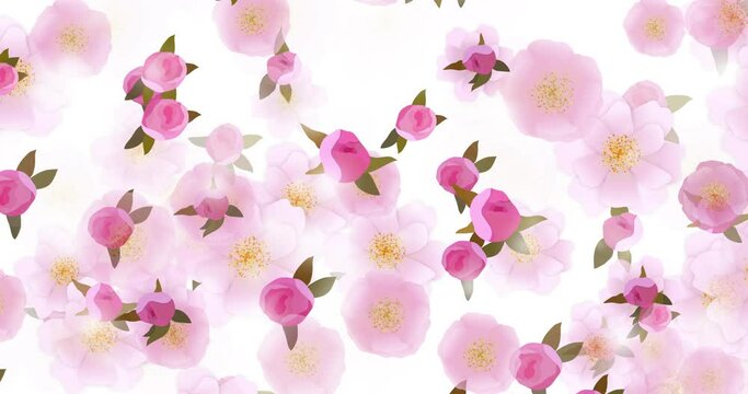 Abstract floral motion background animation of sakura cherry flowers. 4K seamless loop video