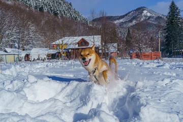 The Shiba Inu Japanese dog plays in the snow in winter.