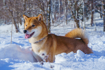 The Shiba Inu Japanese dog plays in the snow in winter.