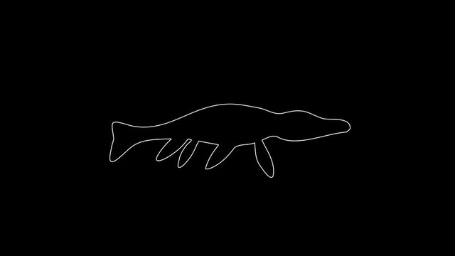 white linear Mosasaurus silhouette. the picture appears and disappears on a black background.