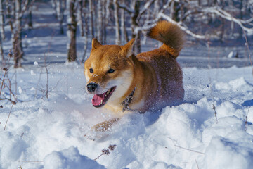 The Shiba Inu Japanese dog plays in the snow in winter.